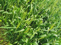 -前小桔亲子创意农场·草莓采摘·露营烧烤