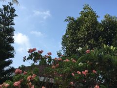 -椰树岛海滩度假村