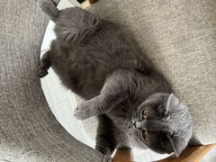 -瑞派福兴宠物医院犬猫全科·骨科·中西医结合(河东店)