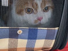 -创凡宠物医院·骨专科  猫科中心(西乡分院)