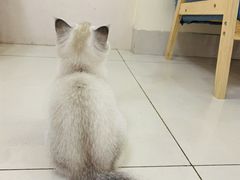-鼓捣猫呢主题猫咖店