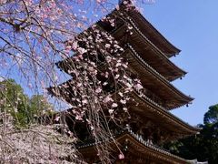 -醍醐寺