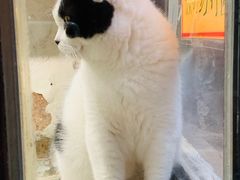 -猫咪博物馆(顶澳仔猫街店)