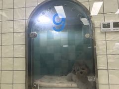 -帕帕拉兹宠物(亚洲旗舰店)