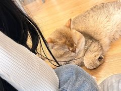 -有喵·猫咖·狗咖·30几只猫10只小狗(岗厦店)