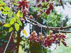 -中国科学院华南植物园