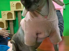 -李小姐の猫咖啡馆(五角场店)