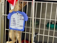 -芭比堂宠物医院·全科爱猫医院·仁德分院