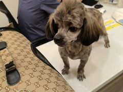 -萌兽医馆·犬猫专科·眼科中心·宠物医院(朝阳门分院)