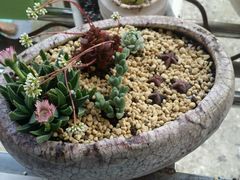 android_upload_pic-南农多肉大棚