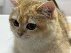-御宝贝·A梦猫科宠物医院(国际猫友好医院)