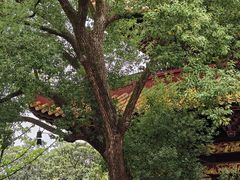 -南岳衡山风景名胜区-南岳大庙