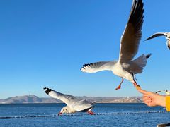 -洱海月湿地公园