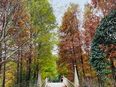 -上海海湾国家森林公园