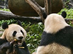 -都江堰中华大熊猫苑
