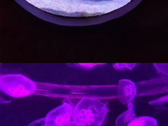 -海合安武汉极地海洋公园