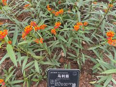 -东莞植物园