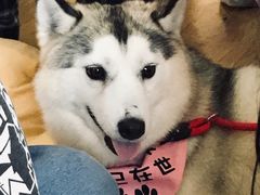 -Husky Go! 哈士奇体验馆·宠物咖啡厅狗咖