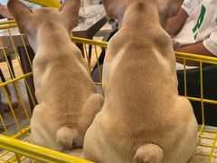 -遇见羊驼·奶狗咖·布偶猫咖·法斗柯基柴犬阿拉斯加(春熙路太古里IFS店)
