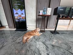 -上海崇明金茂凯悦酒店