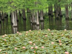 -白鹭湾湿地公园