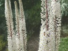 -墨尔本皇家植物园