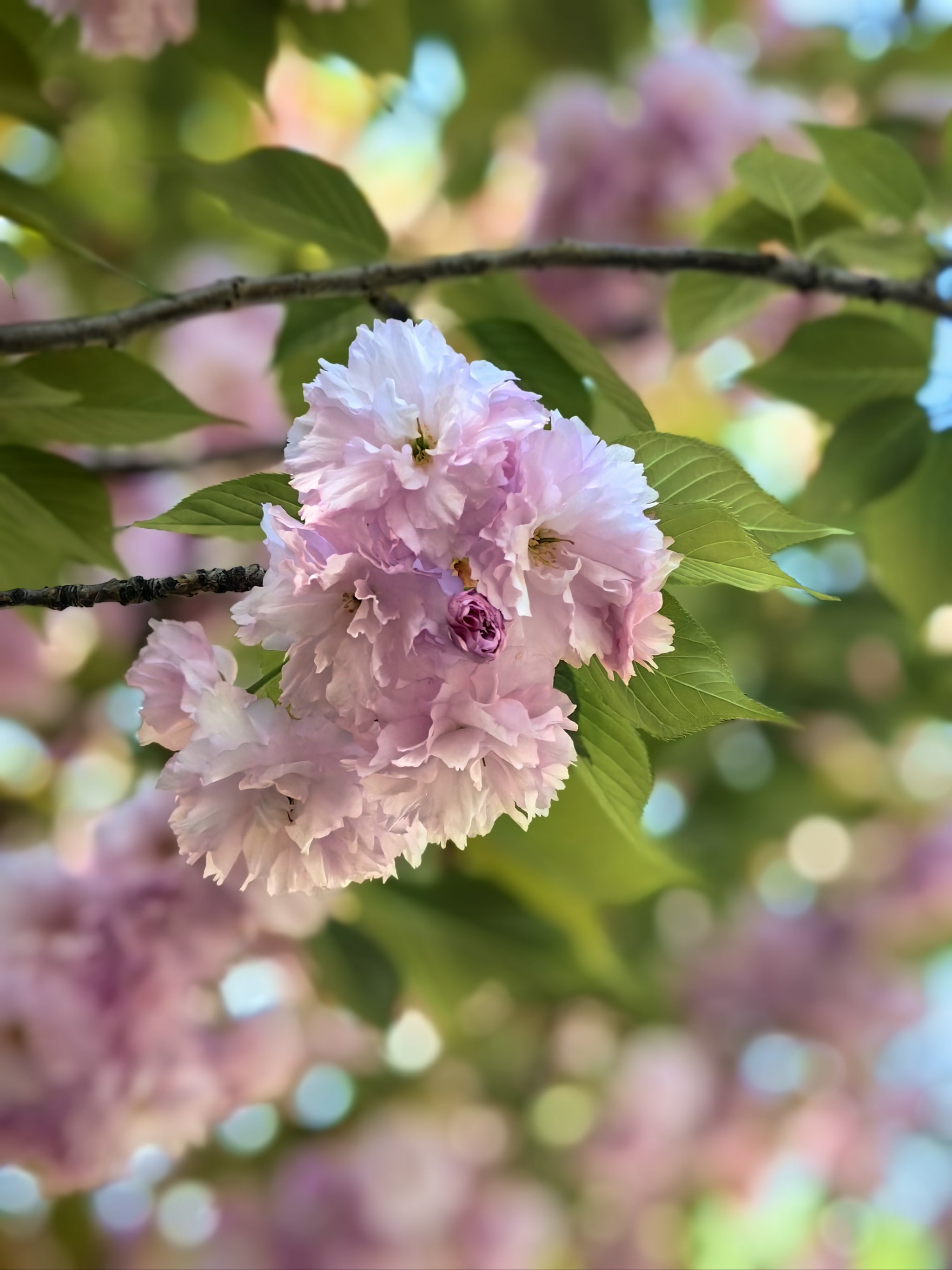 樱花 季节图片