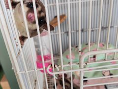 -楼上猫咖(罗湖店)