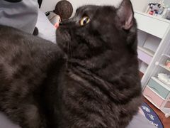 -屋虎猫馆(宝安大仟里店)