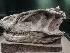 -自贡恐龙博物馆