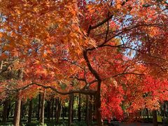 -上海共青森林公园