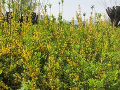 -汉长安城未央宫国家考古遗址公园