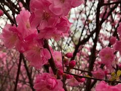 -群力丁香公园
