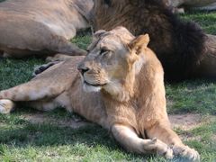 -北京野生动物园