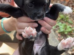 -艾贝尔宠物诊疗