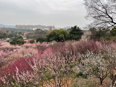 -无锡梅园公园