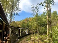 -合肥滨湖国家森林公园