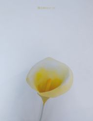 -金禧婚礼定制