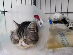 -达爱动物医院·犬猫分区·CT·复杂眼科(远洋山水分院)