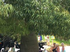 -墨尔本皇家植物园