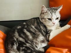 -平行世界·猫咖(首经贸店)