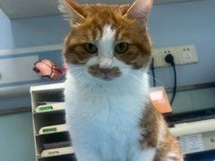 -纳吉亚猫专科动物诊疗中心(蒋宅口分院)