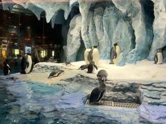 -帝企鹅自助餐厅•儿童岛•真企鹅(长隆企鹅酒店)