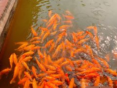 -枫香湖儿童公园