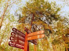 -合肥滨湖国家森林公园