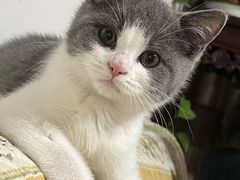 -关爱宠物医院·猫科中心·消化科(滨湖万达分院)