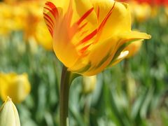 -石家庄市植物园