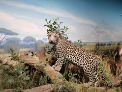 -陕西自然博物馆