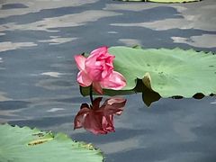 -映月湖公园