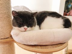 -酷豆宠物咖啡·宠物美食·撸猫馆